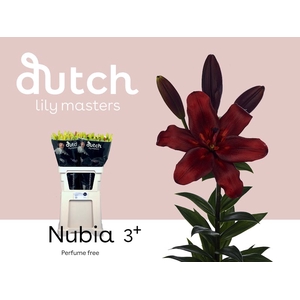 Li La Nubia 3+ Lily Master