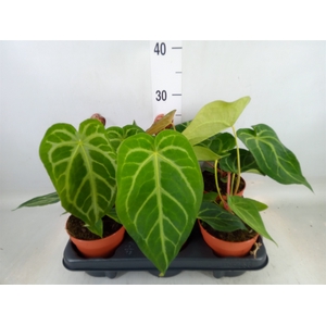 Anthurium   ...