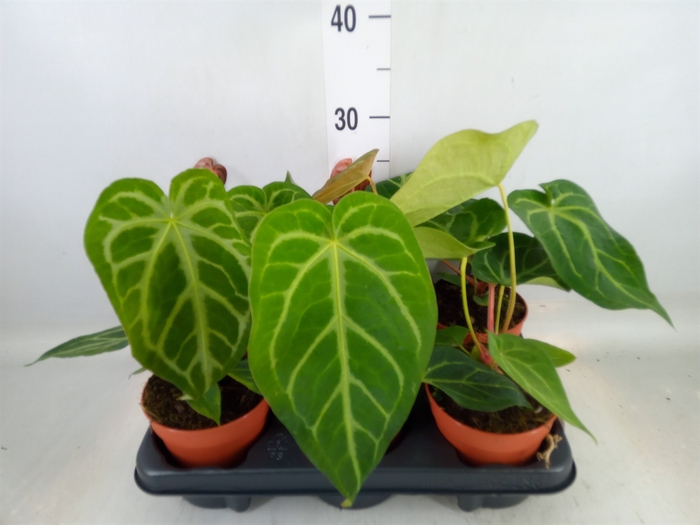 <h4>Anthurium   ...</h4>