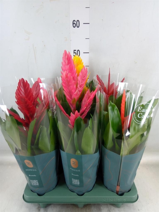 <h4>Vriesea   ...mix</h4>