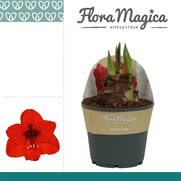 <h4>Amaryllis Royal Red 2 knop in Potkraag</h4>