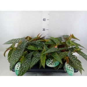 Begonia BD 'Double Dot'