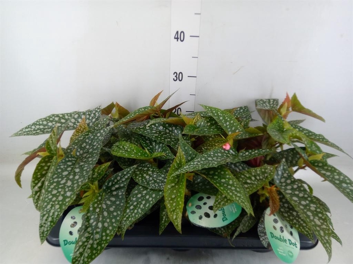 <h4>Begonia BD 'Double Dot'</h4>