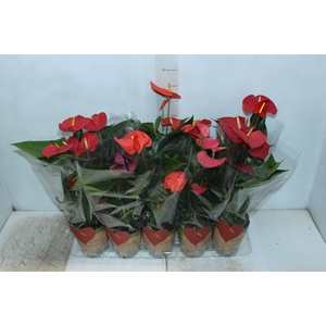 ANTHURIUM VARIADO P12