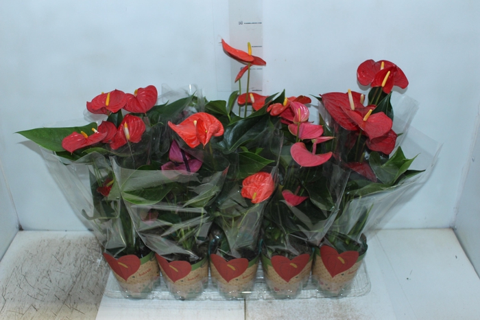 <h4>ANTHURIUM VARIADO P12</h4>