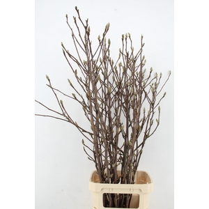 MAGNOLIA GRANDIFLORA X25