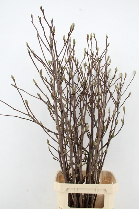 <h4>MAGNOLIA GRANDIFLORA X25</h4>