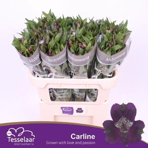 Alstr Carline