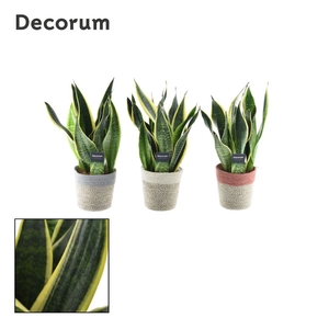 Collectie Soft Illusion - Sansevieria in mand Jelle (Decorum)