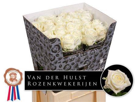 <h4>R Gr Noelia</h4>