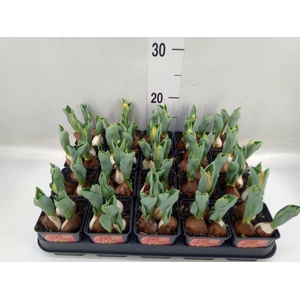 Tulipa DU 'Red Baby'