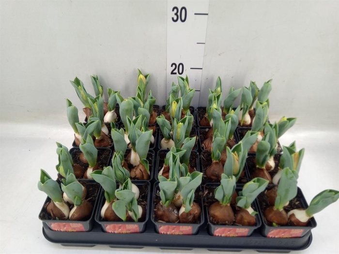 <h4>Tulipa DU 'Red Baby'</h4>