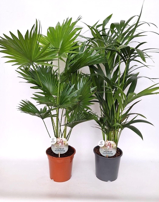 <h4>Luxe palmmix 19 cm livi /kent</h4>