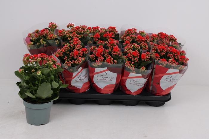 <h4>KAL GE PERFECTA RED</h4>