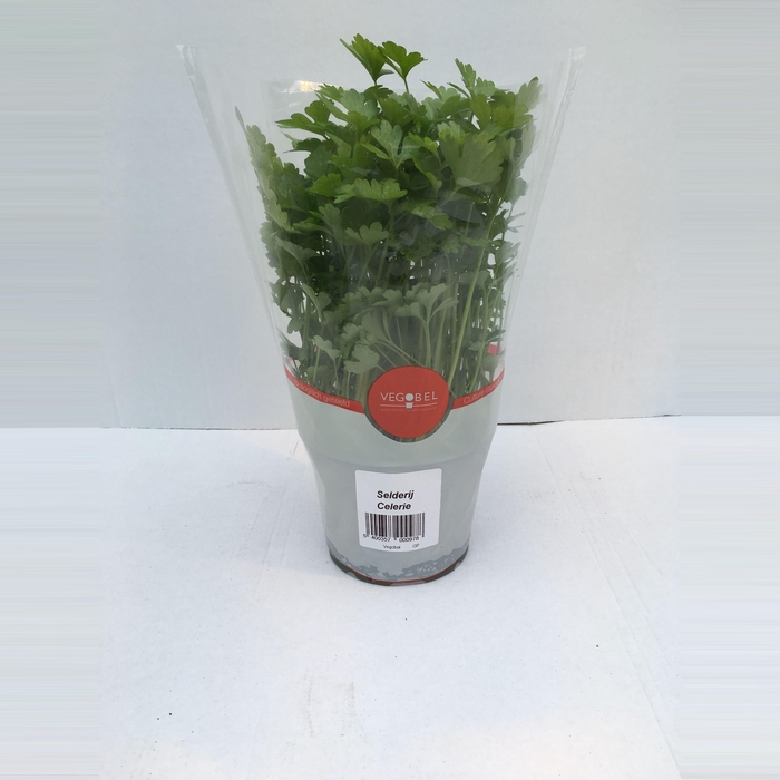 <h4>Selderij P9</h4>