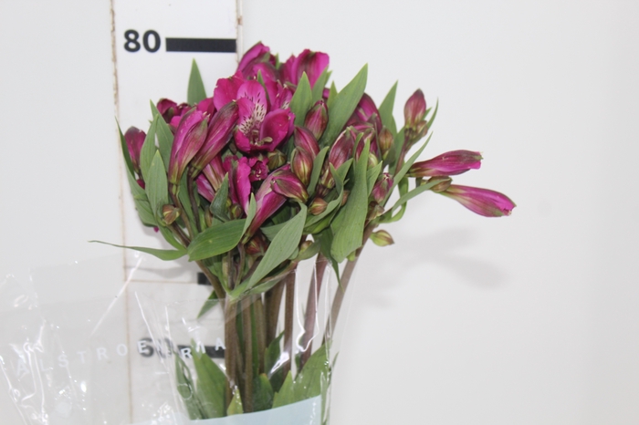 <h4>ALSTROEMERIA REAL 080 CM</h4>