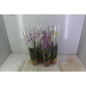 PHALAENOPSIS MINI P09 2 HT