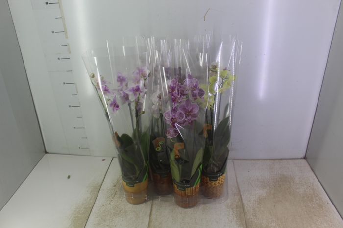 <h4>PHALAENOPSIS MINI P09 2 HT</h4>
