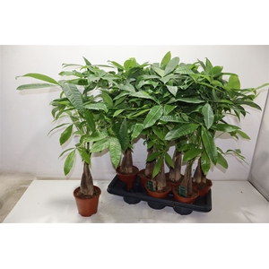 Pachira Aquatica