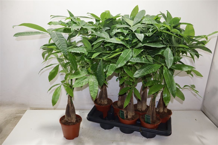 <h4>Pachira Aquatica</h4>