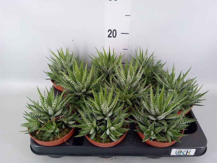 <h4>Haworthia fasciala 'Big Band'</h4>