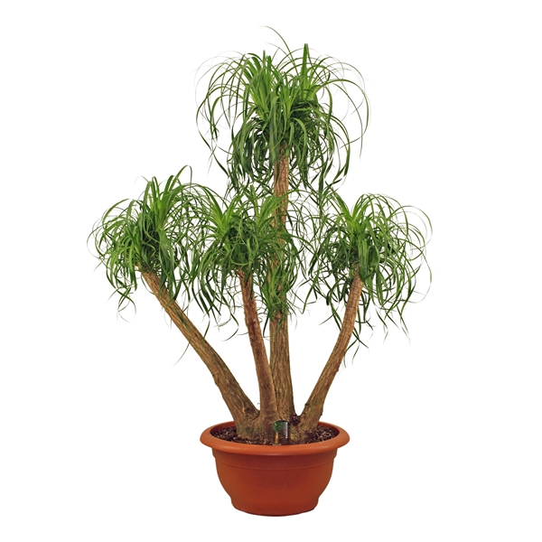 <h4>Beaucarnea vertakt 55 cm</h4>