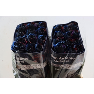 R Gr Tinted Constellation