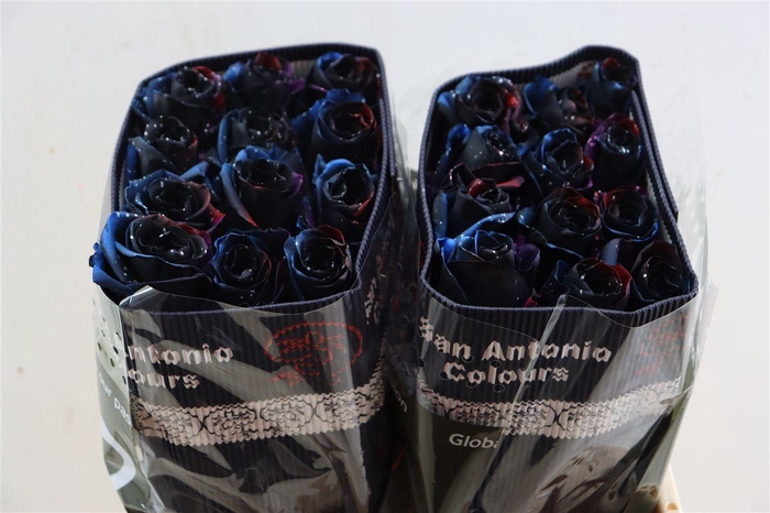 <h4>R Gr Tinted Constellation</h4>