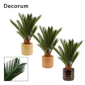 Cycas revoluta 12 cm, 6+ veren in Lois (Deco-collection)