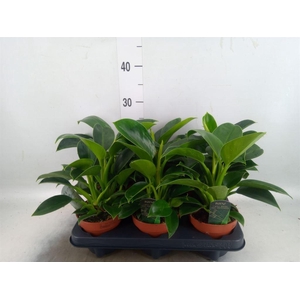 Philodendron  'Green Princess'
