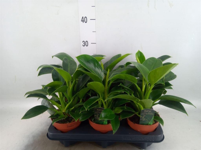 <h4>Philodendron  'Green Princess'</h4>