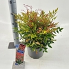 Nandina domestica