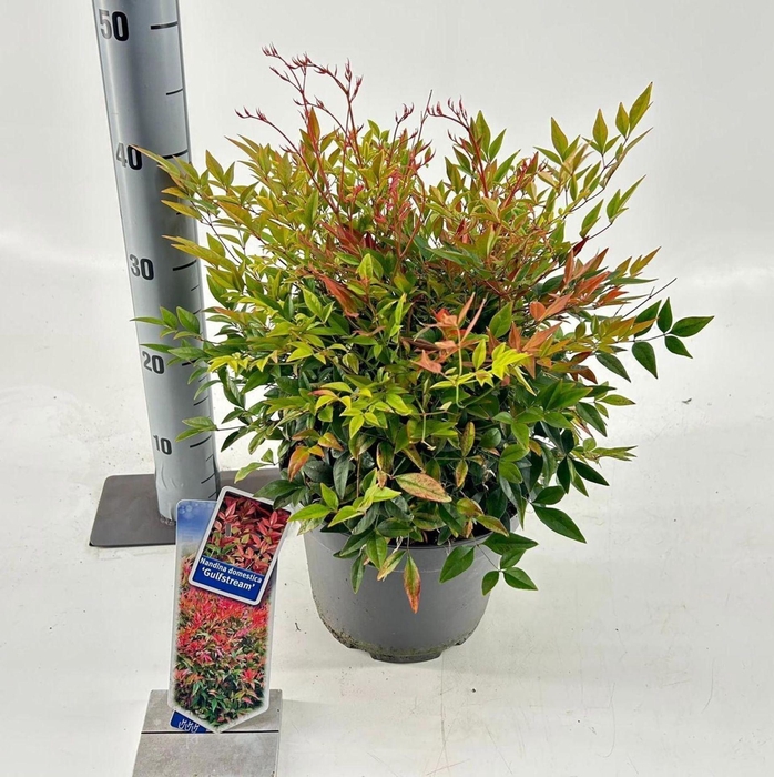 Nandina domestica