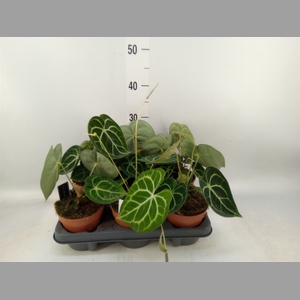 Anthurium clarinervium