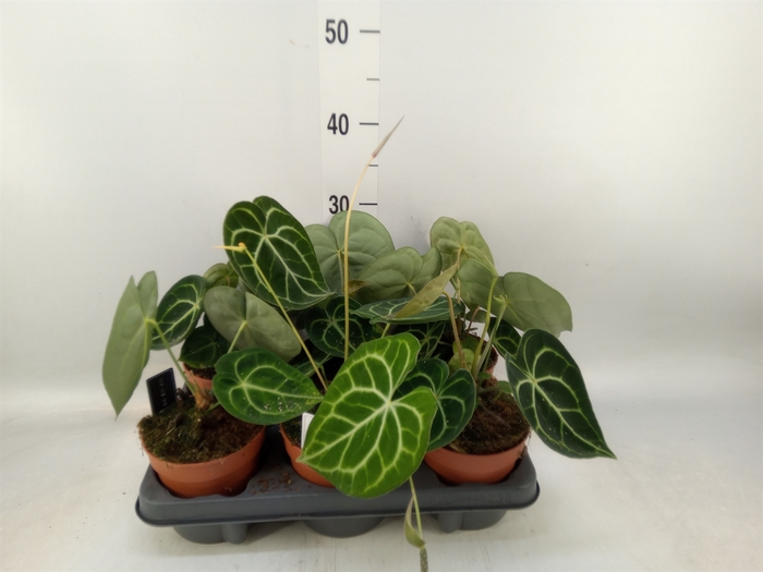 <h4>Anthurium clarinervium</h4>