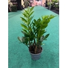 ZAMIO ZAMIIFOLIA