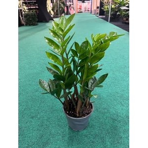 ZAMIO ZAMIIFOLIA