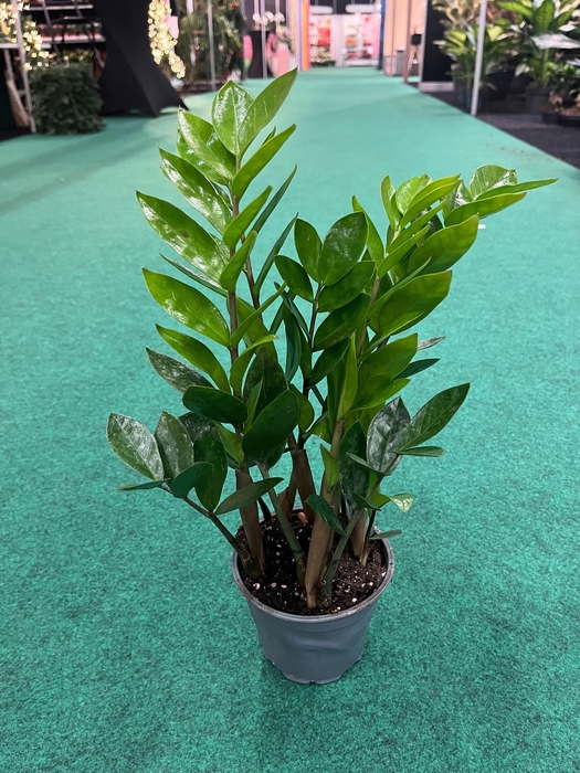 <h4>ZAMIO ZAMIIFOLIA</h4>