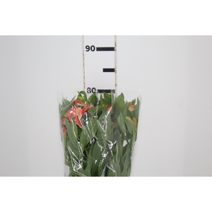 ALSTROEMERIA TROPICANA 080 CM