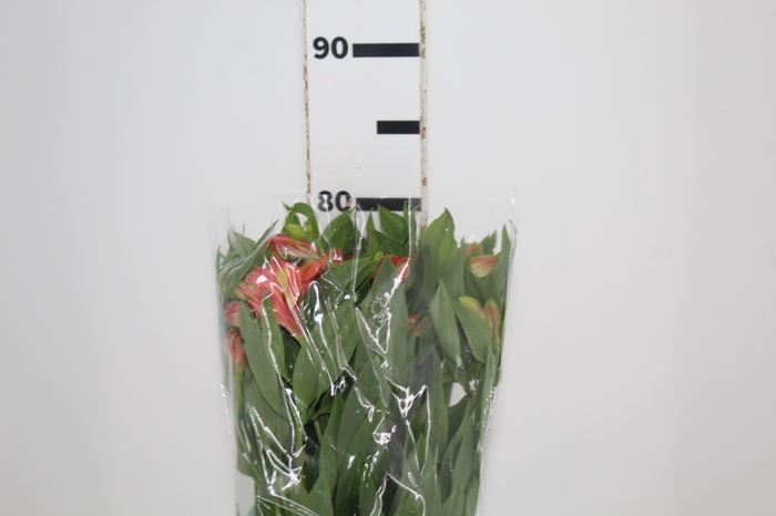 <h4>ALSTROEMERIA TROPICANA 080 CM</h4>
