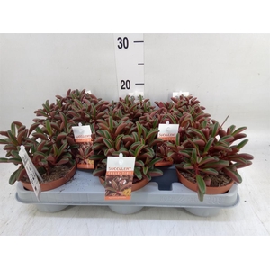 Peperomia graveolens