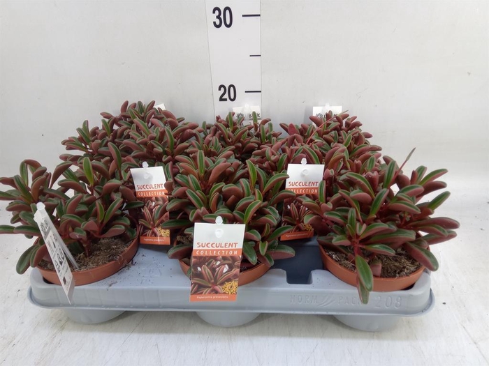 <h4>Peperomia graveolens</h4>