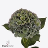 Hydrangea pompidou