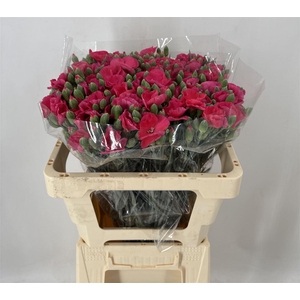 DI SP. SOLANDIS LOVEFLY