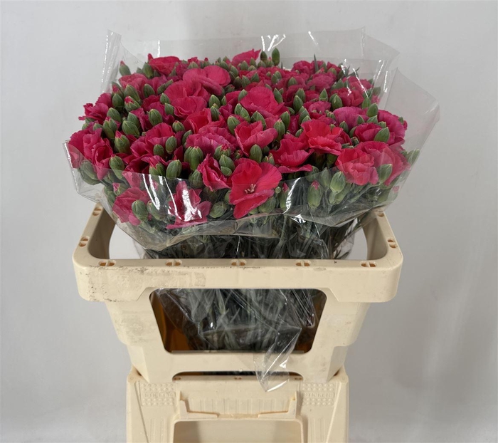 <h4>DI SP. SYMPLY LADYFLY</h4>