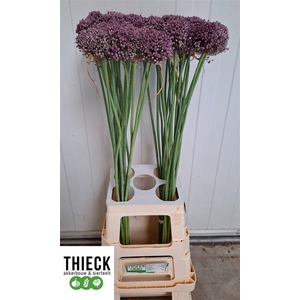 Allium Pink Lady
