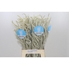 Amaranthus Yearming Desert