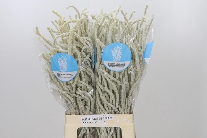 <h4>Amaranthus Yearming Desert</h4>
