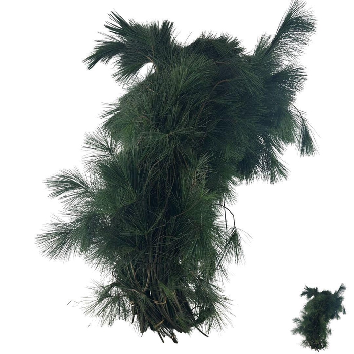 <h4>PINUS STROBUS BS</h4>