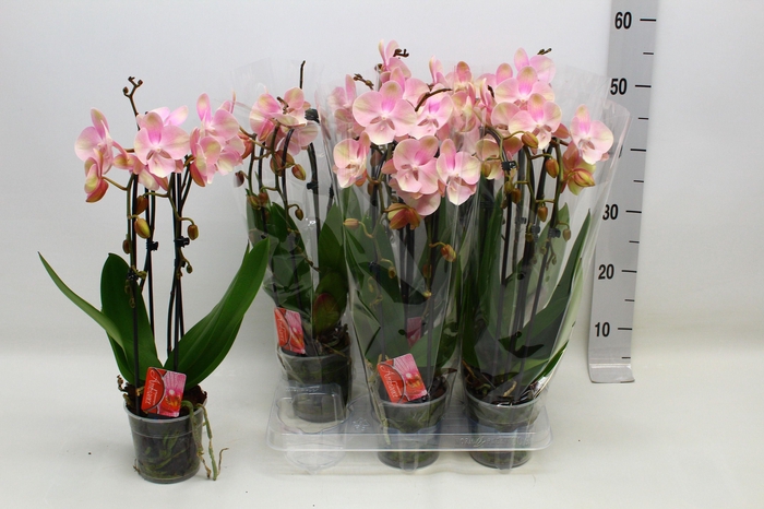 <h4>PHAL EL CASCADE</h4>